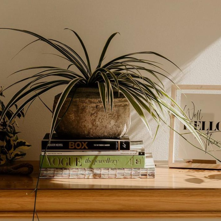 bureau top decorated with potted plants, books and framed pictures
